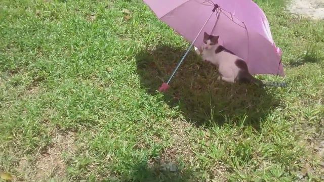 Котик Милки Вэй под зонтом на Шри-Ланке_Танюшка Курчина_Семейные Бунгало 2018 смотреть онлайн