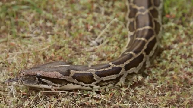 Cobra gigante está sendo caçada no everglades смотреть онлайн