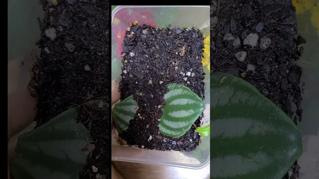 시들은 쥬리안 살리는 방법 ♡ 남자 아가 힐링영상 ♡ 수박페페 잎꽃이 성공 😘 смотреть онлайн