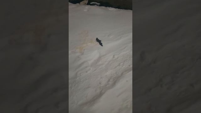 Что делают летучие мыши зимой? Летают, спячка? Хотя уже весна) Немаленькие крылья летучей мыши смотреть онлайн