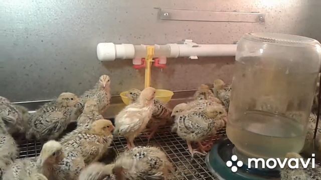 Недельные перепелки: жизнь в брудере смотреть онлайн