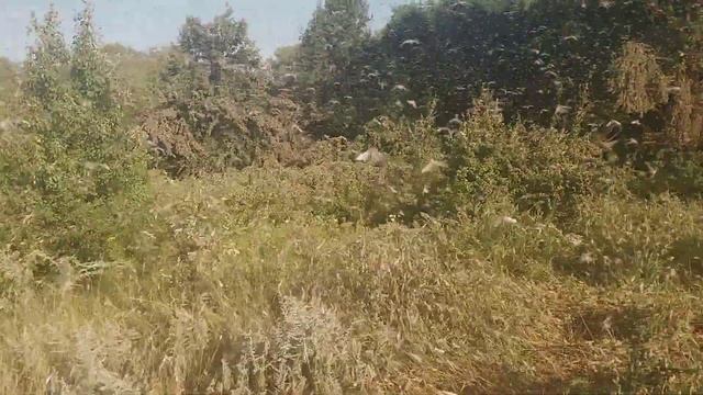 Саранча в Тарасовском районе Ростовской области 22.07.2019г. 3 смотреть онлайн