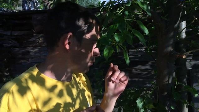 Как прививать дичку эксперимент часть 1 смотреть онлайн
