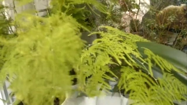 Комнатные цветы. Аспарагус Плюмозус Перистый - красивейшее растение Asparagus Plumosus смотреть онлайн