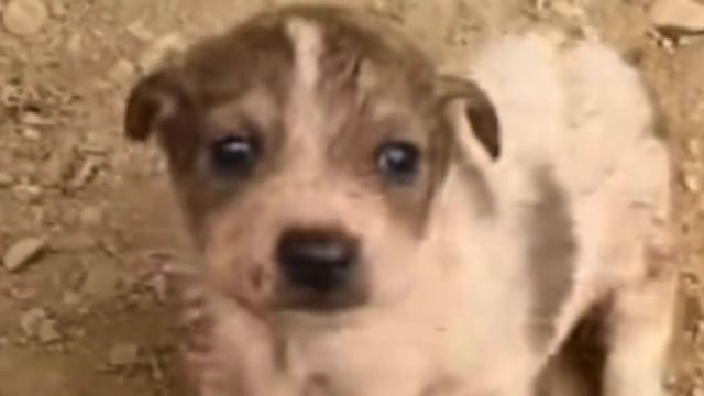 Собака плакала от холода. Но продолжала кормить своих новорожденных щенков!? смотреть онлайн