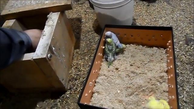 разведение волнистых попугаев часть-12. смотреть онлайн