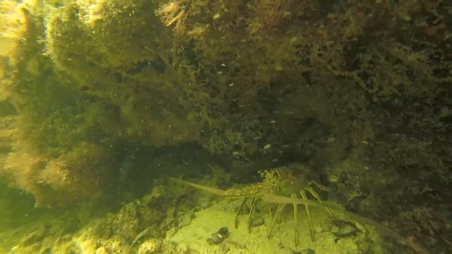 Cayo Coco snorkeling HUGE Lobster!!!! смотреть онлайн