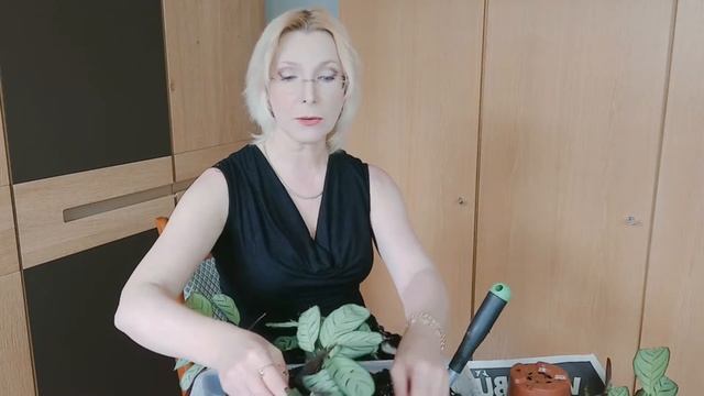 Korbmaranta Ctenanthe Amagris Maranta Leuconeura Vermehrung und Pflege смотреть онлайн