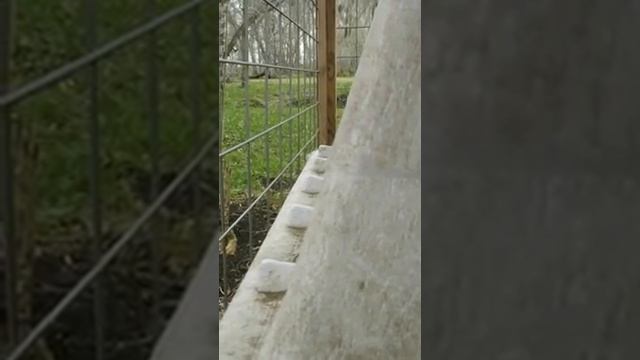 Коза играет в прятки смотреть онлайн