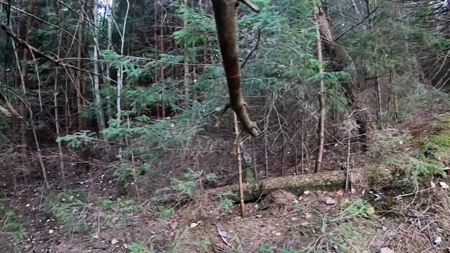 ГРИБНИКИ в ГОРАХ на закате ГРИБНОГО СЕЗОНА, взяли с собой КАМЕРУ, чтоб все показать смотреть онлайн