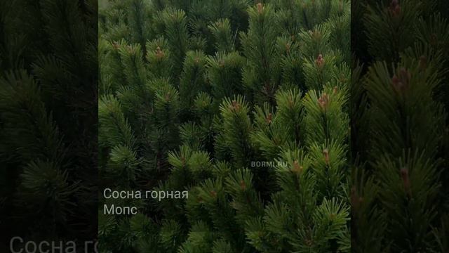 Сосна горная Мопс смотреть онлайн