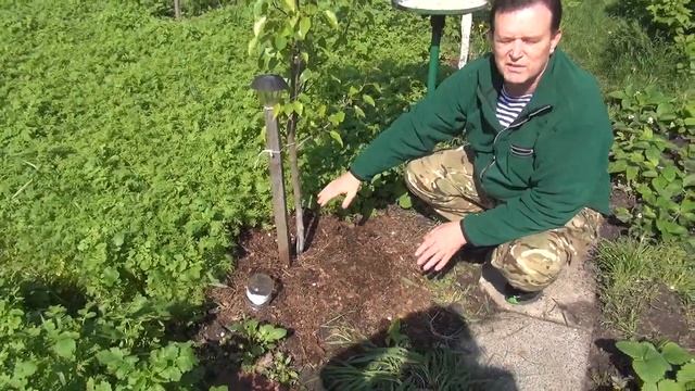 Чистотел под деревьями? смотреть онлайн