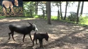 Кто такой лошак и мул, и чем они отличаются