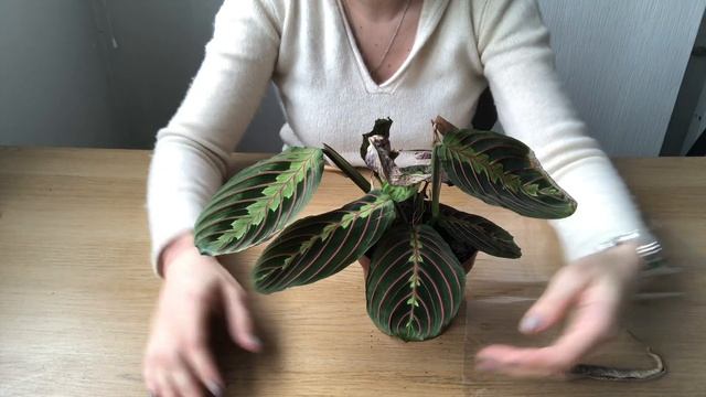 Маранта | Молящаяся трава смотреть онлайн