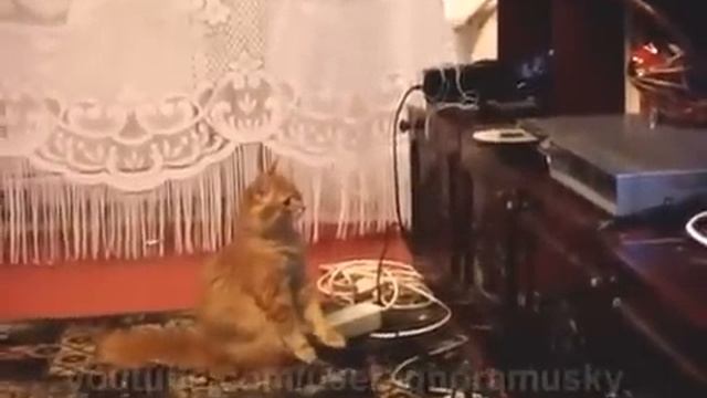 Cat vs Blu ray player- Just Fun :D смотреть онлайн