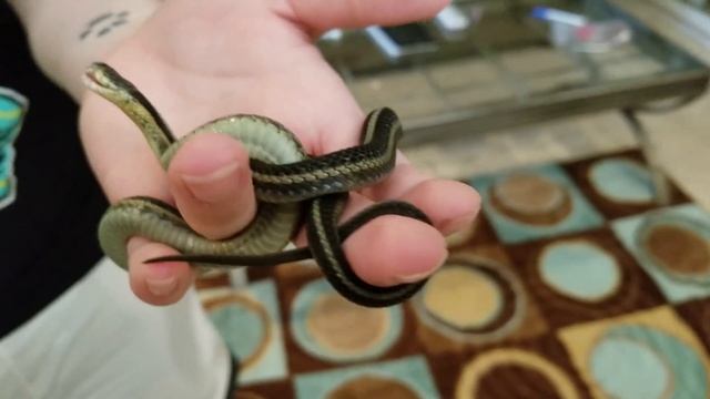 How to tell if your Snake is a Proper Weight смотреть онлайн