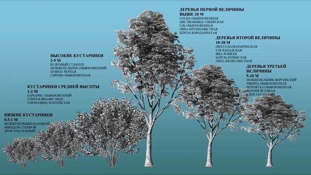 Как самостоятельно создать красивые композиции из хвойных и лиственных растений на участке ч1, зан смотреть онлайн