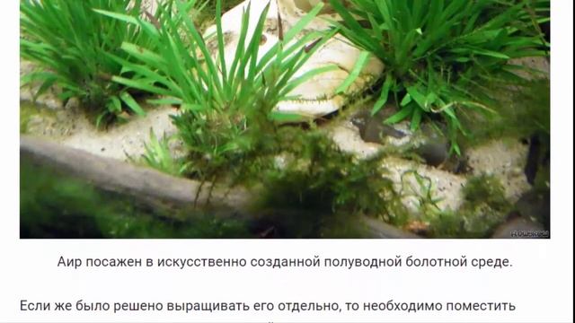 Аир. Растение Аир и его лечебные свойства. смотреть онлайн