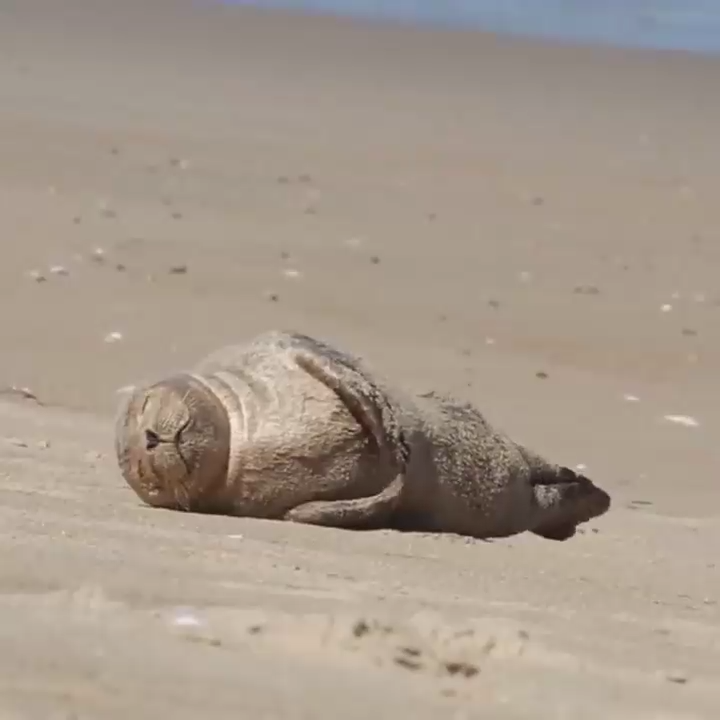 Маленький тюлень кайфует на берегу смотреть онлайн