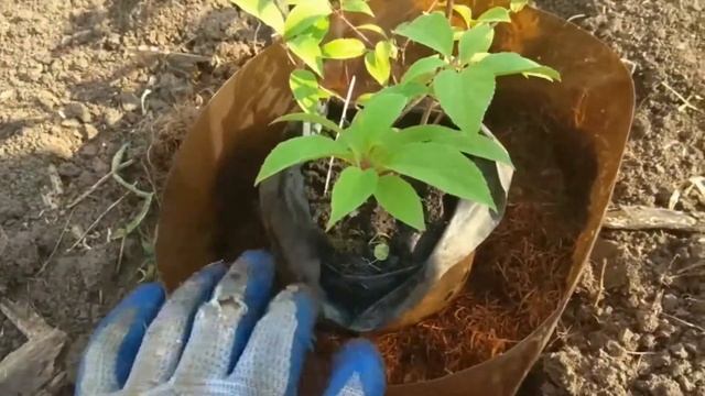Посадка гортензии Ванила Фрайз смотреть онлайн