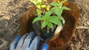 Посадка гортензии Ванила Фрайз