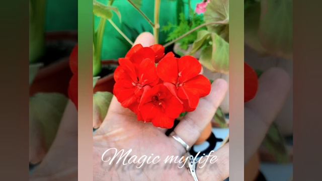 Магия моя жизнь🌿🍀🌾 смотреть онлайн