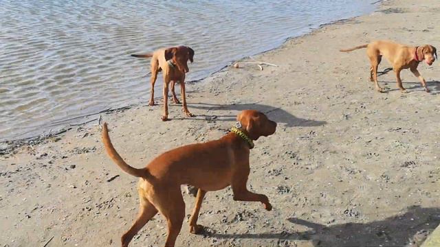 Vizsla's Riley, Smartey & Yara