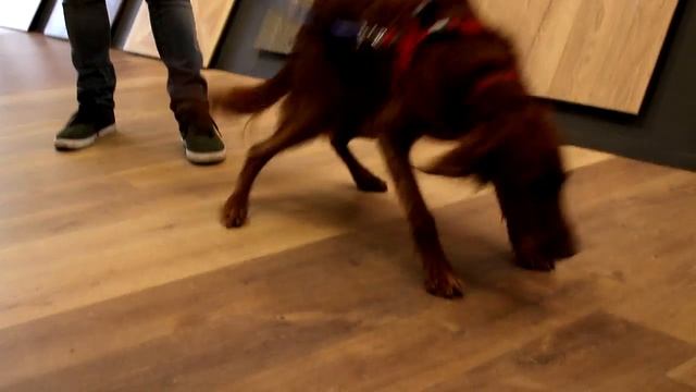 Egger Laminate Flooring - Extreme Durability Test смотреть онлайн