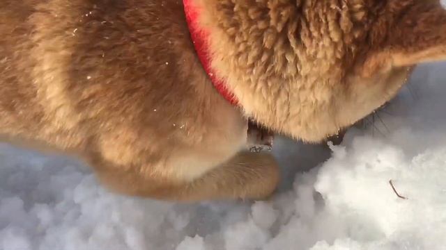 Щенок Сиба-ину покоряет глубокий снег в компании Самоеда и Шиба-ину смотреть онлайн