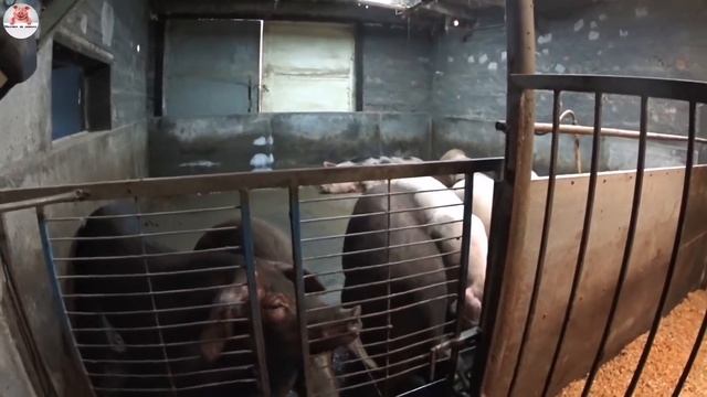 Забой свиноматки породы ландрас. Отдаём призы победителю конкурса лично... смотреть онлайн