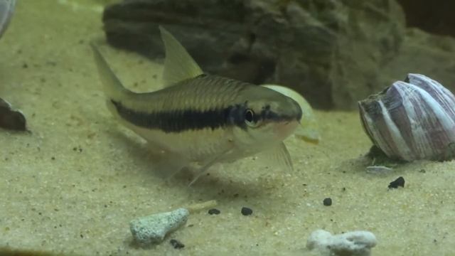 Сиамский водорослеед смотреть онлайн