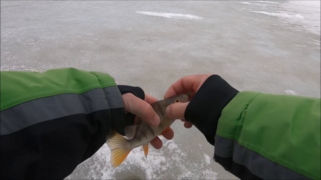 Безмотылка весной!Вот это поклёвки!Сырный гвоздекубик! смотреть онлайн