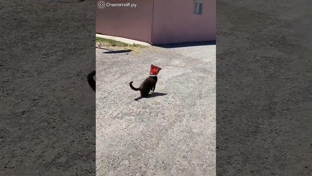 Хотел полакомиться чипсами.mp4 смотреть онлайн