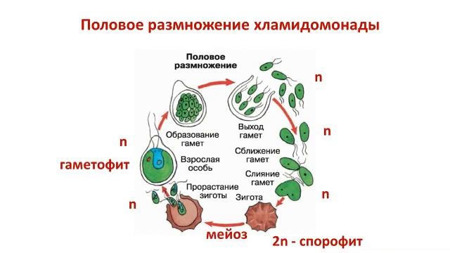 Почему зигота зеленых водорослей делится мейозом смотреть онлайн