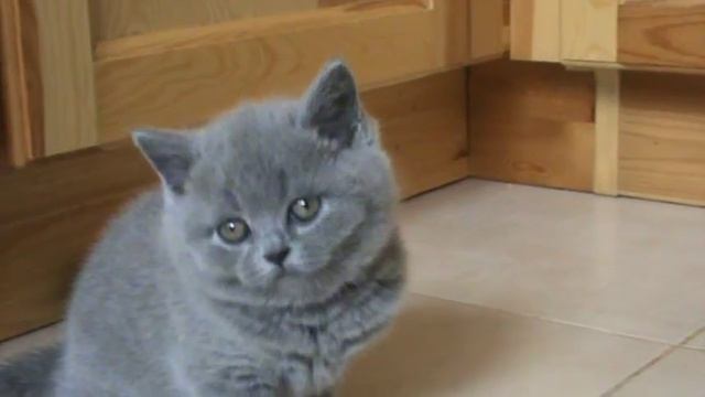 Quiterie голубая британская кошечка. Часть II. смотреть онлайн