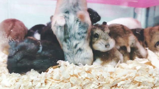 ДЖУНГАРИ Джунгарики смотреть онлайн