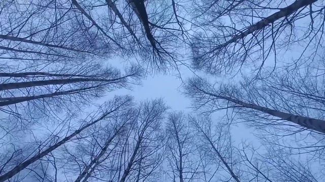 Серенада Чайковского оп. 48 | Музыка Для Души смотреть онлайн