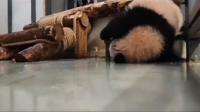 •😍🐼Катюшенька отрабатывает кувырок/Московский зоопарк смотреть онлайн