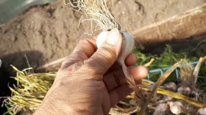 Чеснок яровой,как его отличать от озимого?