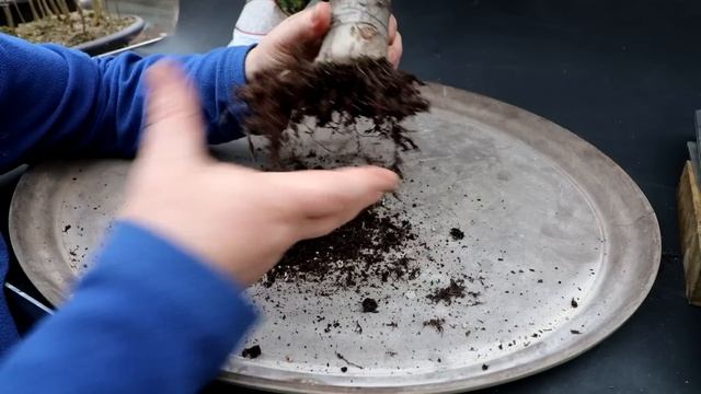 Repotting My Baobab Style Jade, The Bonsai Zone, Jan 2023 смотреть онлайн