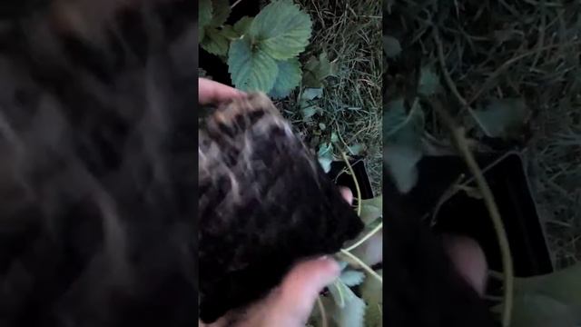 Рассада клубники в стаканчиках , ч. 3. "Страшненькая" рассада готова к посадке.. смотреть онлайн