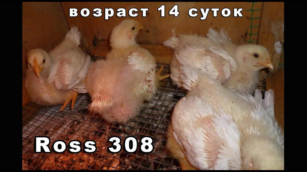 ШИКАРНЫЕ ВЕСОВЫЕ ПОКАЗАТЕЛИ, белый бройлер росс 308 смотреть онлайн