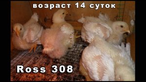 ШИКАРНЫЕ ВЕСОВЫЕ ПОКАЗАТЕЛИ, белый бройлер росс 308