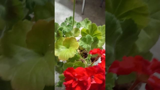 #пеларгония #ив-королева Бирмы #цветы#pelargonium #flowers #minsk смотреть онлайн