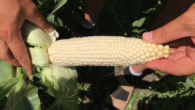 Новинка белая супер сладкая кукуруза от Greentime! смотреть онлайн