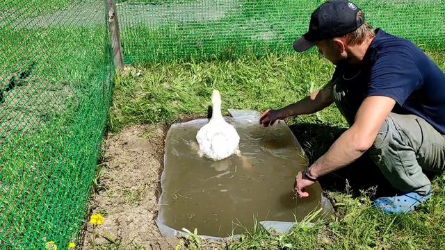 Бассейн своими руками для гуся. ) смотреть онлайн