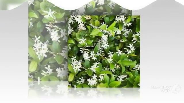 Trachelospermum - garden plants смотреть онлайн