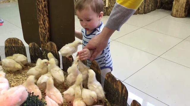 В контактном зоопарке смотреть онлайн