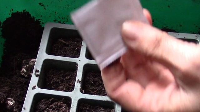 Примула и бегония вечно цветущая. Посадка семян на рассаду. смотреть онлайн