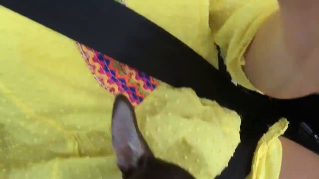 Чихуахуа слушает музыку в Италии смотреть онлайн